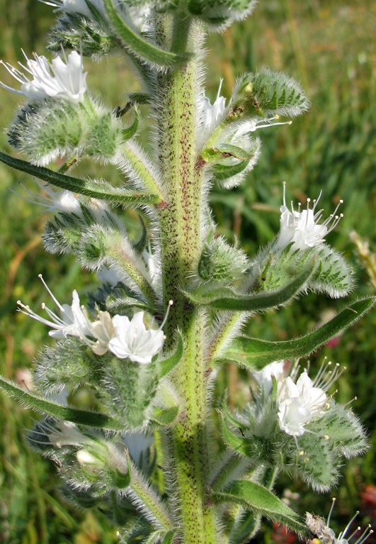 Echium italicum /  Viperina maggiore
